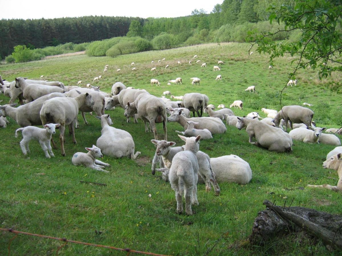 Kleine Auszeit - Und Erholung In Mecklenburg